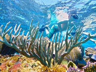 Snorkel en arrecifes